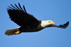bald-eagle-1259676